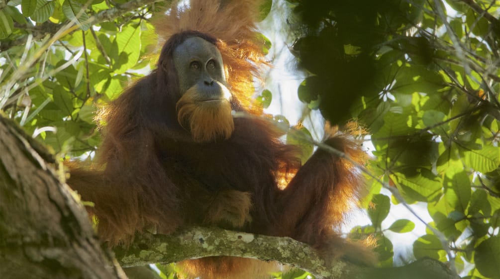 Tapanuli orangutan