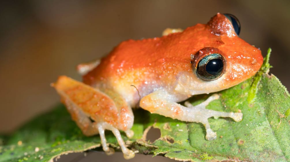 Pristimantis frog