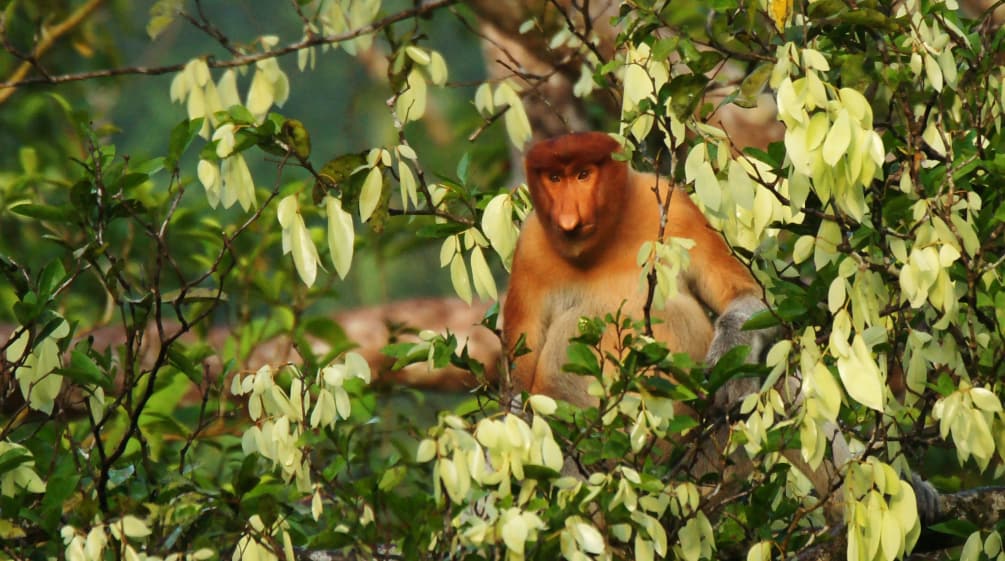 Proboscis monkey in tree