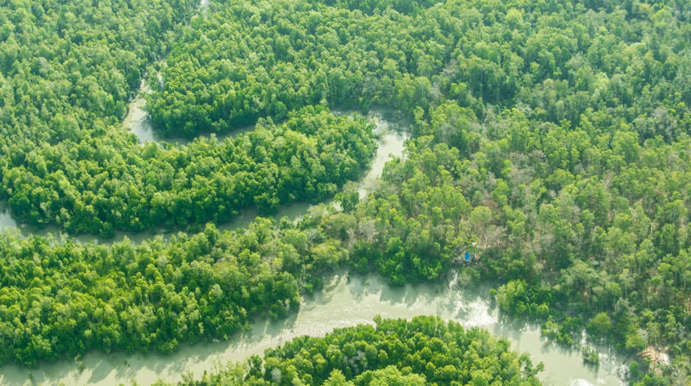 A river meandering through rainforest