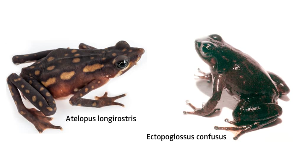 Atelopus longirostris and Ectopoglossus confusus frog species