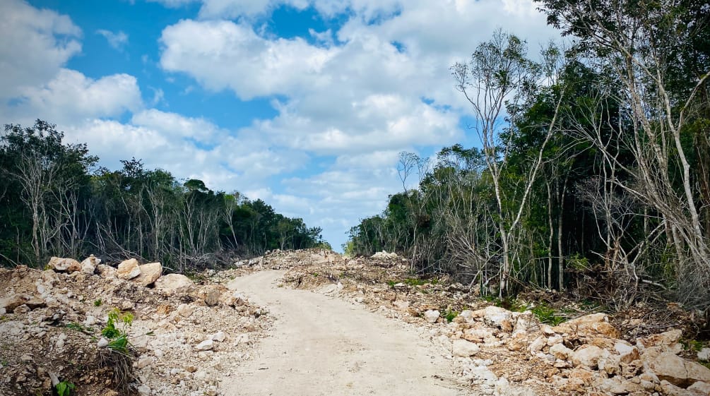 Path cut into the rainforest for the Tren Maya railroad line