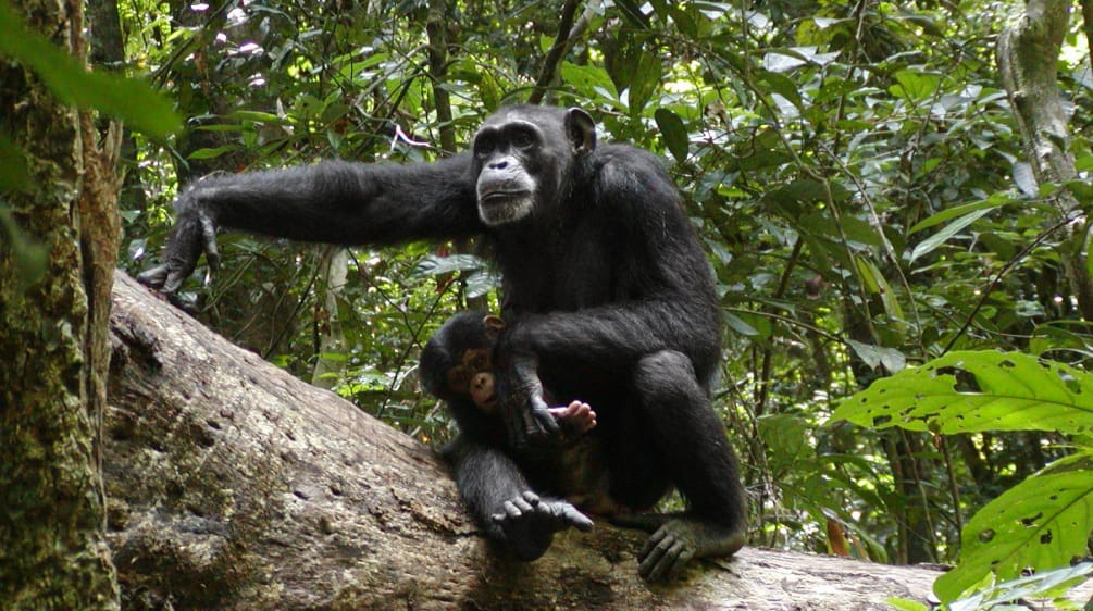 Chimpanzees in Sapo National Park