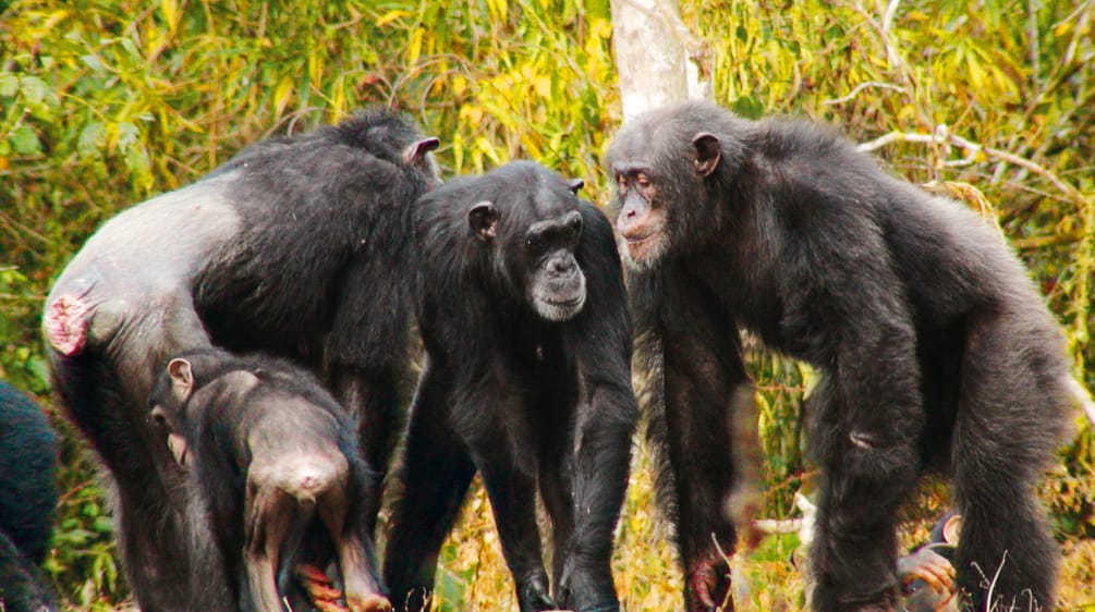 Chimpanzees