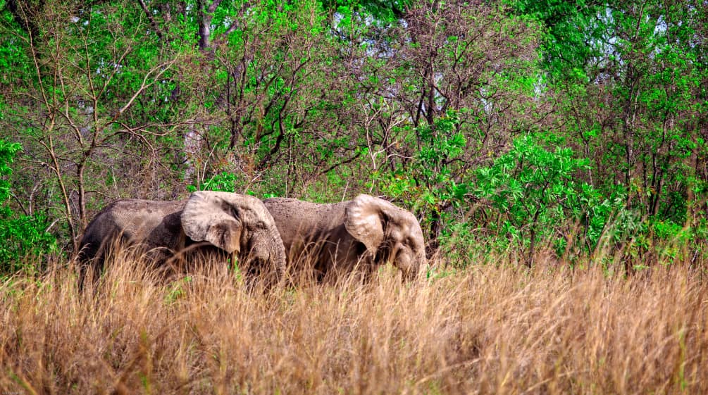 African elephants in Mole National Park, Ghana Two African elephants in Mole National Park, Ghana