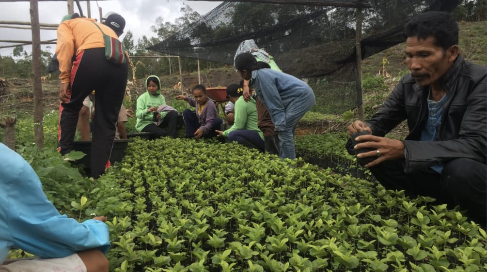 People tending coffee seedlings
