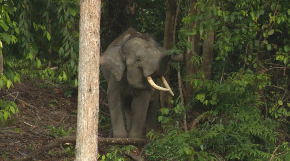 Sumatran forest elephant