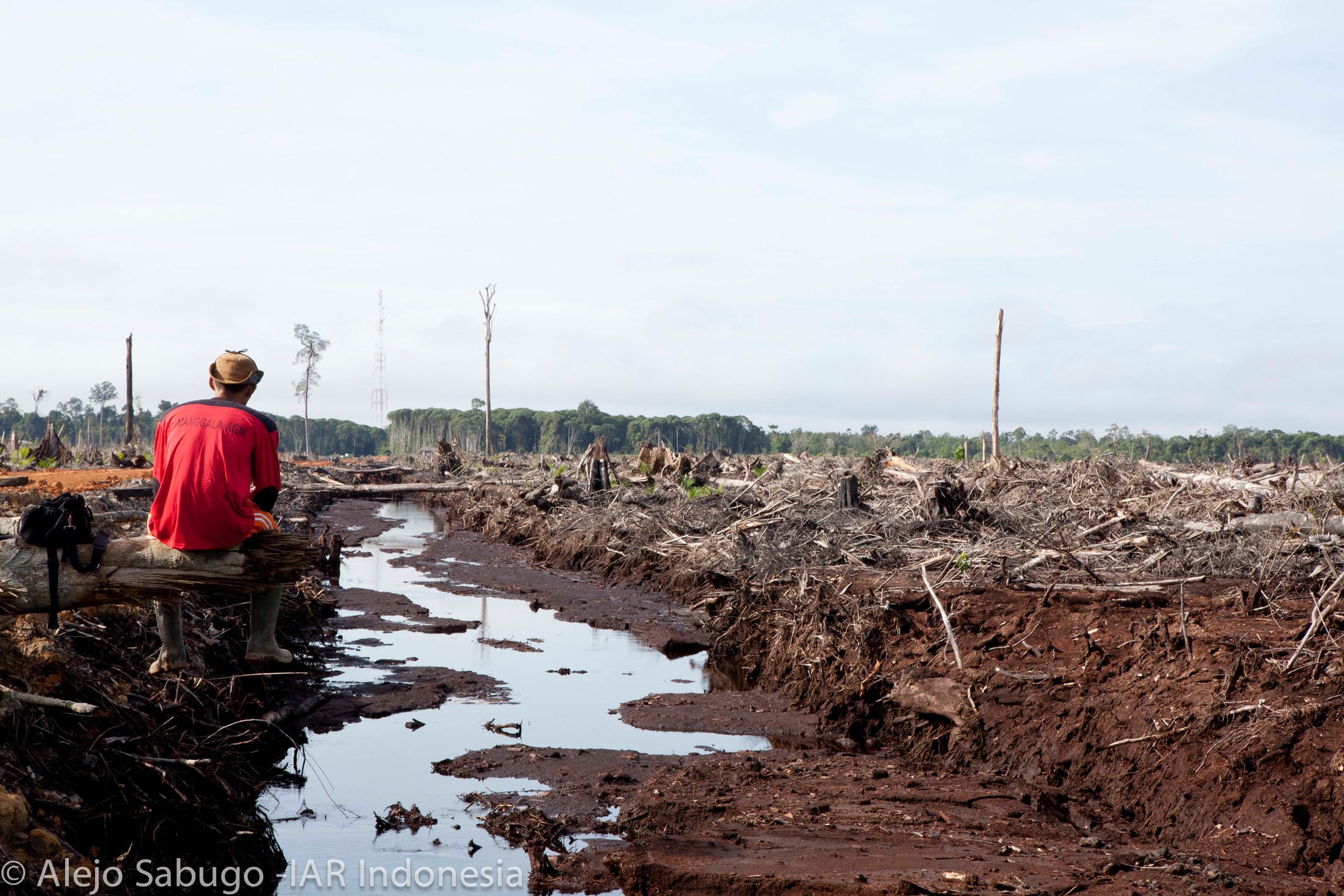 Palm oil deforestation for everyday products Palm oil deforestation for everyday products
