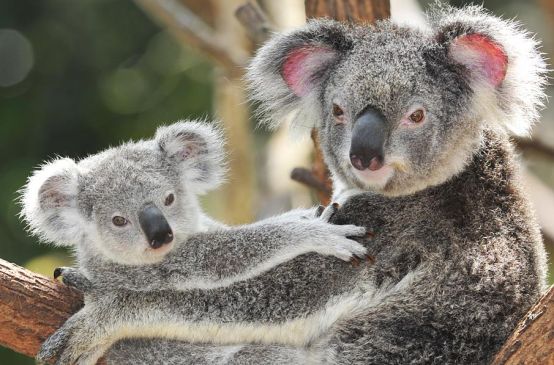 A koala mother with her baby on a tree