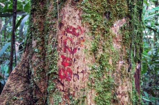 Marked tree in the rainforest