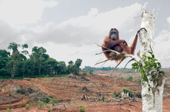 Perkebunan sawit menghancurkan habitat orang utan