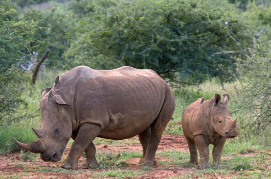 A young rhino and an adult standing in the savannah