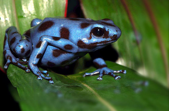 Blue frog with spots on a leaf