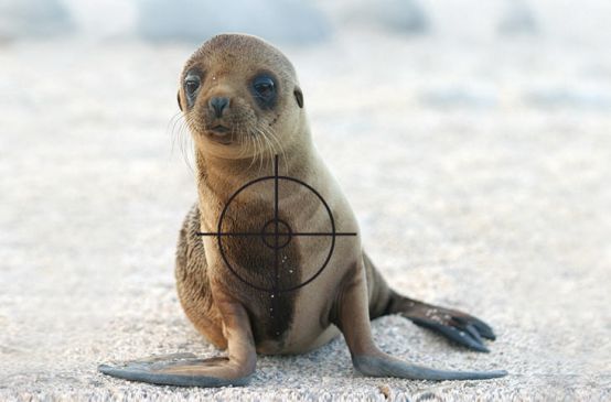 A sealion with a target on it´s chest