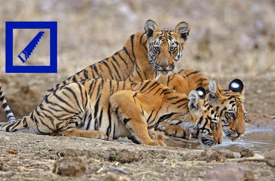 Three tigers are drinking water