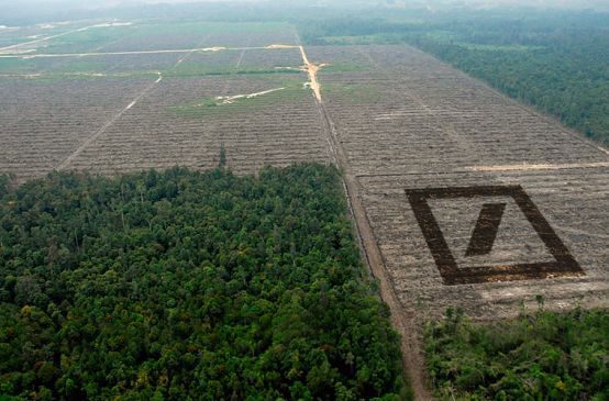 Destructed rainforest