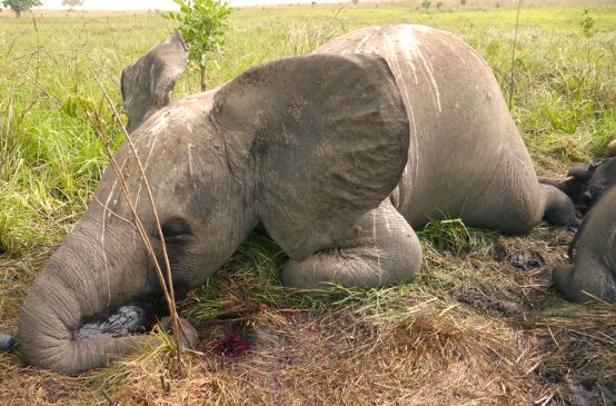 A young elephant lying dead on the ground