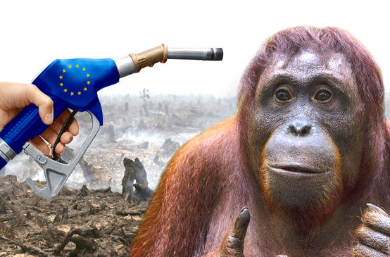 EU biofuels policy is destroying rainforests