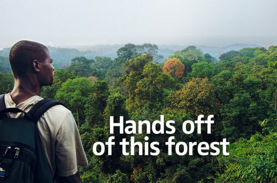 Hands off of this forest