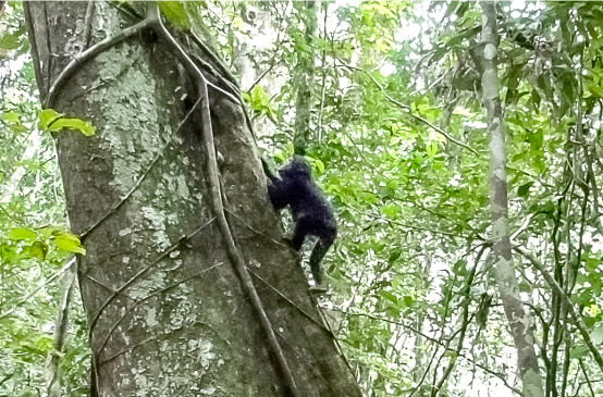 A young chimpanzee climbing a tree in the rainforest