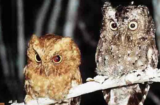 Two Sokoke Scops Owls sitting on a branch