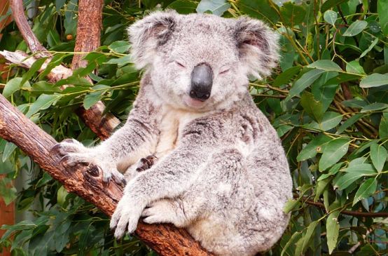 A Koala sits on an eucalytpus tree