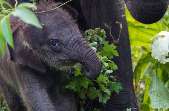 An elephant calf in Leuser Ecosystem, Indonesia