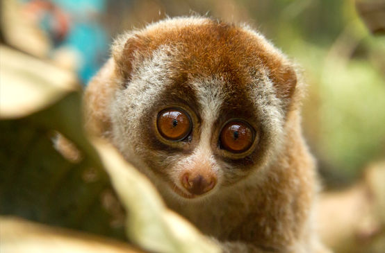 Slow loris on a tree