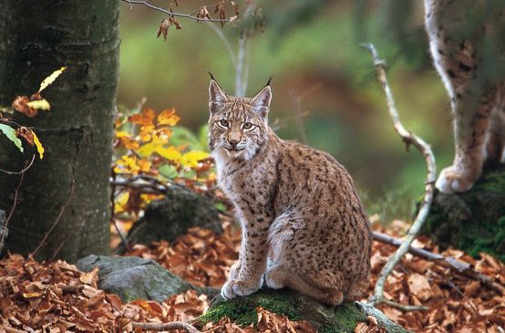 A Balkan lynx in the forest
