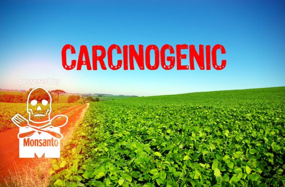 transgenic soy plantation