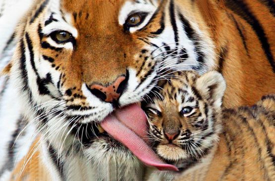 Tiger mother grooming her cub