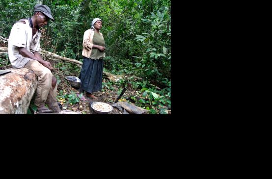 Nigerian woman gathering forest mangos