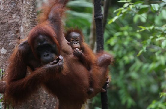 Orangutans in Tanjung Puting, Indonesia
