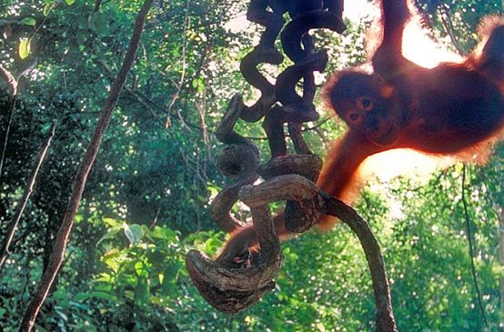 Orangutan in a tree in the rainforest
