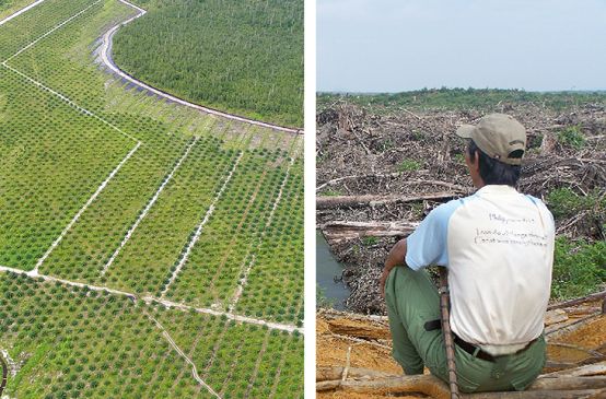 2 pictures. Left: Oil palm plantation next to rainforest. Right: A man looks at devastated land