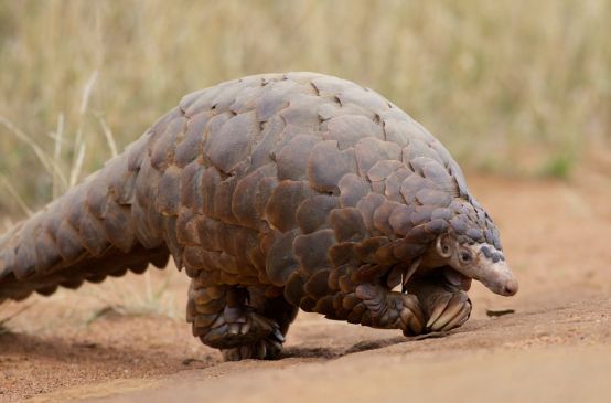 An African pangolin