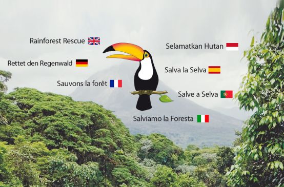 Rainforest, toucan logo