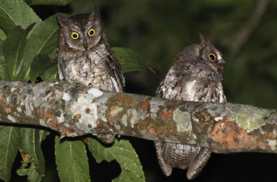 Two owls sitting on a branch