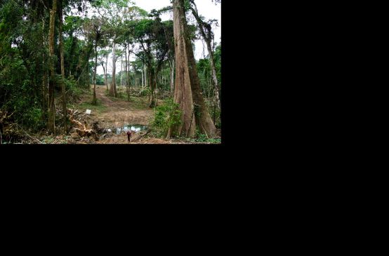 A swathe of forest is being cleared for the superhighway