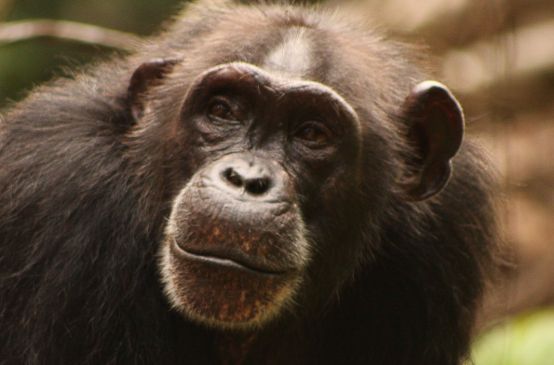 Western chimpanzee