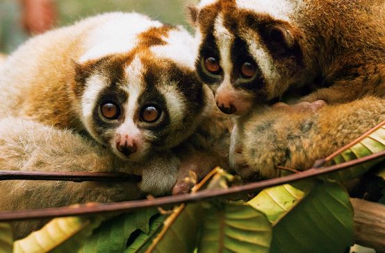 Slow Lorises in Indonesia