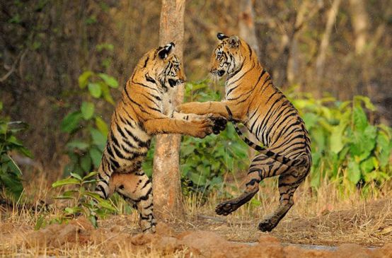 Two tigers playing