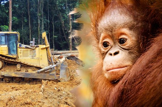 An orangutan watches helplessly as a bulldozer clears the rainforest