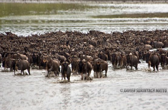 Horde of Antilopes in a lake
