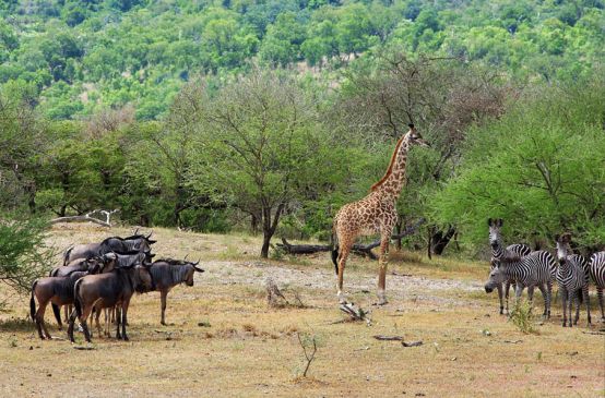 Gnus, giraffes and zebras in the Selous Game Reserve in Tanzania