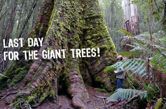 A man dwarfed by the roots of a giant tree