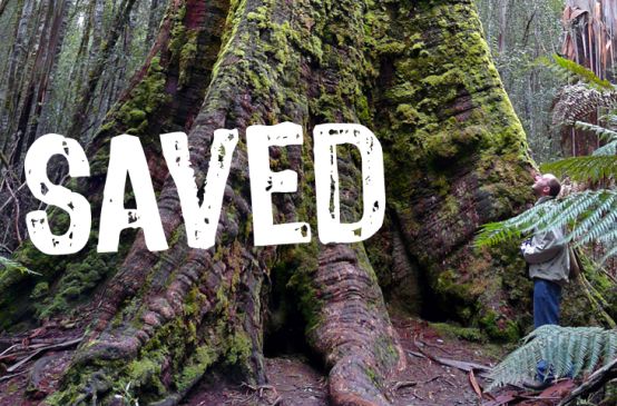 A man dwarfed by the roots of a giant tree