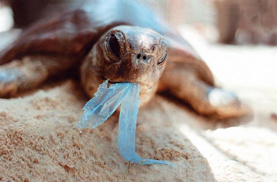 A sea turtle with a scrap of plastic hanging from its beak