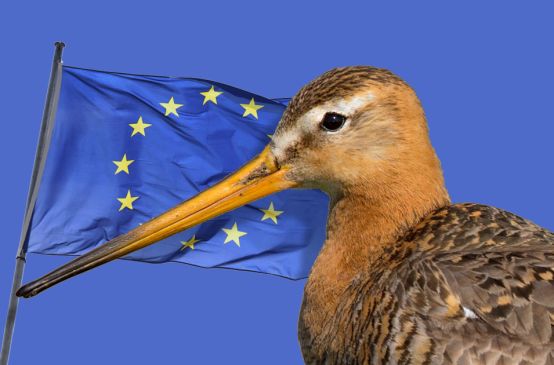 Godwit and EU flag