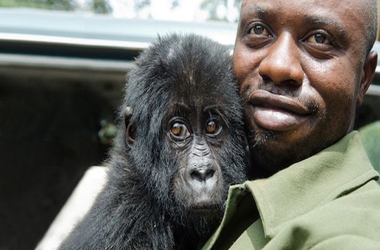 Virunga ranger with Gorilla baby in arms